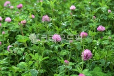 식물, 꽃, plant, flower, 레드클로버, 사진,이미지,일러스트,캘리그라피 - benjamin작가 크라우드픽 - 저작권 걱정 없는 상업용 이미지