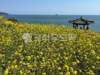 유채꽃, 꽃, 바다, 자연, 식물, 사진,이미지,일러스트,캘리그라피 - good smile작가 크라우드픽 - 저작권 걱정 없는 상업용 이미지