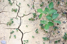 가뭄, 밭작물, 콩, 콩밭, 콩재배, 사진,이미지,일러스트,캘리그라피 - 시대작가 크라우드픽 - 저작권 걱정 없는 상업용 이미지