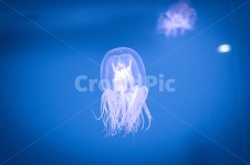 해파리, 젤리피쉬, jellyfish, 연체, 투명, 사진,이미지,일러스트,캘리그라피 - wins작가 크라우드픽 - 저작권 걱정 없는 상업용 이미지