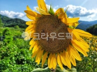 flower, 꽃, sunflower, 해바라기, 해바라기밭, 사진,이미지,일러스트,캘리그라피 - 마음수리사작가 크라우드픽 - 저작권 걱정 없는 상업용... 