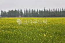 farm, 농장, rural, 농촌, field, 사진,이미지,일러스트,캘리그라피 - 영산공작가 크라우드픽 - 저작권 걱정 없는 상업용 이미지