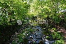 숲, 계곡, 계곡물, 봄, 숲속, 사진,이미지,일러스트,캘리그라피 - lhy2816작가 크라우드픽 - 저작권 걱정 없는 상업용 이미지