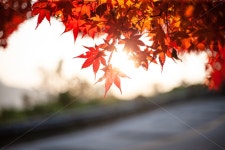 단풍, 가을, maple, 단풍나무, autumn, 사진,이미지,일러스트,캘리그라피 - Wgrapher작가 크라우드픽 - 저작권 걱정 없는 상업용 이미지