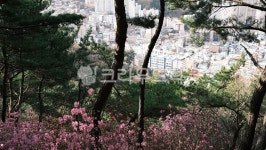 철쭉, 봄, 봄꽃, 산, 배산, 사진,이미지,일러스트,캘리그라피 - 연산작가 크라우드픽 - 저작권 걱정 없는 상업용 이미지