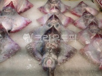 안성어패류홍어 | 홍어, 생선, 해산물, 어패류, 어업, 사진,이미지,일러스트,캘리그라피 - space작가 크라우드픽 - 저작권 걱정 없는 상업용 이미지
