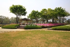 경기, 안성, 서일농원, tree, 나무, 사진,이미지,일러스트,캘리그라피 - 영산공작가 크라우드픽 - 저작권 걱정 없는 상업용 이미지