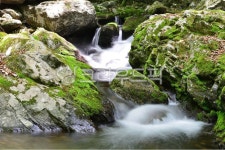 moss, algae, nature, outdoors, water, 사진,이미지,일러스트,캘리그라피 - 산고수장작가 크라우드픽 - 저작권 걱정 없는 상업용 이미지