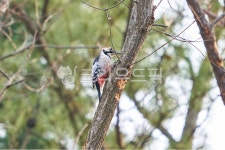 딱따구리, 새, 나무, tree, 숲, 사진,이미지,일러스트,캘리그라피 - 허허실실작가 크라우드픽 - 저작권 걱정 없는 상업용 이미지