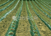 고추, 고추농사, 농사, 청량고추, 고추모종, 사진,이미지,일러스트,캘리그라피 - kanli0136작가 크라우드픽 - 저작권 걱정 없는 상업용 이미지