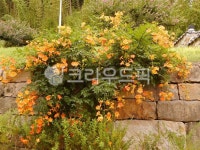 울주군, 가지산, 석남사, 능소화, 꽃, 사진,이미지,일러스트,캘리그라피 - 꽃향기 따라작가 크라우드픽 - 저작권 걱정 없는 상업용 이미지