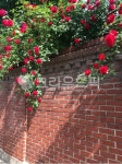 장미, rose, roses, 담벼락, 담, 사진,이미지,일러스트,캘리그라피 - Nancydancy작가 크라우드픽 - 저작권 걱정 없는 상업용 이미지