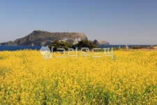 유채꽃, 유채, 꽃, 봄꽃, 노란꽃, 사진,이미지,일러스트,캘리그라피 - 고운경작가 크라우드픽 - 저작권 걱정 없는 상업용 이미지