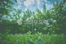 green, 식물, 꽃, flower, 녹색, 사진,이미지,일러스트,캘리그라피 - Nkamui57작가 크라우드픽 - 저작권 걱정 없는 상업용 이미지