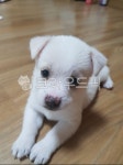 아기강아지, 이쁜강아지, 흰색강아지, dog, 동물, 사진,이미지,일러스트,캘리그라피 - 차밍한그녀작가 크라우드픽 - 저작권 걱정 없는 상업용 이미지