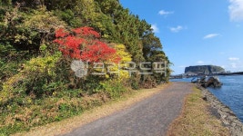 둘레길, 가을길, 단풍, 나무, 외길, 사진,이미지,일러스트,캘리그라피 - 카테작가 크라우드픽 - 저작권 걱정 없는 상업용 이미지