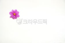 코스모스, 가을, 꽃, 배경화면, 핑크색, 사진,이미지,일러스트,캘리그라피 - BingBing작가 크라우드픽 - 저작권 걱정 없는 상업용 이미지