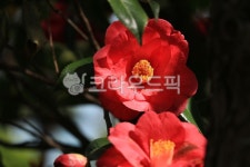 동백, camelia, 동백축제, 식물, 꽃, 사진,이미지,일러스트,캘리그라피 - 넬곰작가 크라우드픽 - 저작권 걱정 없는 상업용 이미지