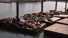 animal, 동물, 포유류, 해양생물, 바다사자, 사진,이미지,일러스트,캘리그라피 - bondbass작가 크라우드픽 - 저작권 걱정 없는 상업용 이미지