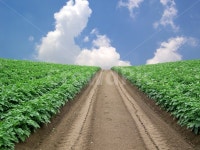 길, 농로, 밭, 논밭, 시골, 사진,이미지,일러스트,캘리그라피 - 프리이미지작가 크라우드픽 - 저작권 걱정 없는 상업용 이미지