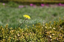 민들레, 민들레꽃, 봄꽃, 꽃, 꽃잎, 사진,이미지,일러스트,캘리그라피 - 함께사는세상작가 크라우드픽 - 저작권 걱정 없는 상업용 이미지