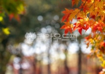 잎, 나무, 가을단풍, 가을배경, 가을, 사진,이미지,일러스트,캘리그라피 - sancho작가 크라우드픽 - 저작권 걱정 없는 상업용 이미지