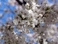 봄, 봄꽃, 벚꽃, spring, cherryblossom, 사진,이미지,일러스트,캘리그라피 - Hopetravel작가 크라우드픽 - 저작권 걱정 없는 상업용 이미지