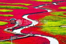 nature, 염생식물, 칠면초, 신안증도, 태평염전, 사진,이미지,일러스트,캘리그라피 - kbcrto작가 크라우드픽 - 저작권 걱정 없는 상업용 이미지
