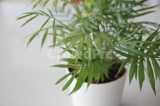 식물, plant, 홈테코, 플랜테리어, 잎, 사진,이미지,일러스트,캘리그라피 - Ghye88작가 크라우드픽 - 저작권 걱정 없는 상업용 이미지