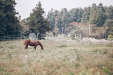나무, 제주, 제주도, rural, 농장, 사진,이미지,일러스트,캘리그라피 - JackyPhoto작가 크라우드픽 - 저작권 걱정 없는 상업용 이미지