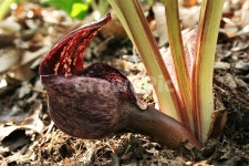 앉은부채, 천남성과, 금련, 유독성, 여러해살이풀, 사진,이미지,일러스트,캘리그라피 - 때까치작가 크라우드픽 - 저작권 걱정 없는 상업용 이미지