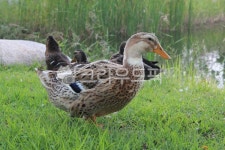 오리, 물, 자연, 다큐, 생태계, 사진,이미지,일러스트,캘리그라피 - Nmaejangdot작가 크라우드픽 - 저작권 걱정 없는 상업용 이미지