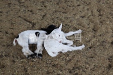 염소, 동물, 팜랜드, 새끼, 염소새끼, 사진,이미지,일러스트,캘리그라피 - 함께사는세상작가 크라우드픽 - 저작권 걱정 없는 상업용 이미지