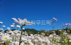 하늘, 푸른하늘, 가을하늘, 꽃, 가을꽃, 사진,이미지,일러스트,캘리그라피 - 소중한 인연작가 크라우드픽 - 저작권 걱정 없는 상업용 이미지