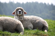 양, 목장, 대관령, 풀밭, 웃는양, 사진,이미지,일러스트,캘리그라피 - 아름드리나무작가 크라우드픽 - 저작권 걱정 없는 상업용 이미지