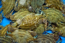 꽃게, 해산물, crab, seafood, food, 사진,이미지,일러스트,캘리그라피 - morning12작가 크라우드픽 - 저작권 걱정 없는 상업용 이미지