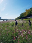코스모스밭, 봄꽃, cosmos, 봄나들이, 파란하늘, 사진,이미지,일러스트,캘리그라피 - Njunyun33작가 크라우드픽 - 저작권 걱정 없는 상업용... 