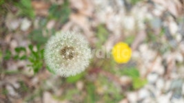 민들레꽃, 민들레, 봄꽃, dandelion, 민들레홀씨, 사진,이미지,일러스트,캘리그라피 - 장국영작가 크라우드픽 - 저작권 걱정 없는 상업용 이미지