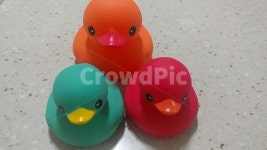 오리, 세마리, 빨강, 초록, 주황, 사진,이미지,일러스트,캘리그라피 - 윤소니작가 크라우드픽 - 저작권 걱정 없는 상업용 이미지