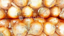 plant, 식물, 양파, 다마내기, 채소, 사진,이미지,일러스트,캘리그라피 - Npbd8302작가 크라우드픽 - 저작권 걱정 없는 상업용 이미지