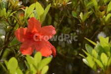 꽃, 봄꽃, 식물, 생화, 예쁜, 사진,이미지,일러스트,캘리그라피 - Ndlrldnr1083작가 크라우드픽 - 저작권 걱정 없는 상업용 이미지