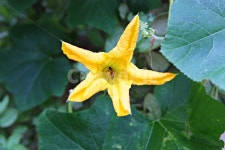 호박꽃, 꽃, 호박잎, 잎, 호박, 사진,이미지,일러스트,캘리그라피 - 함께사는세상작가 크라우드픽 - 저작권 걱정 없는 상업용 이미지