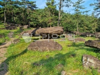 식물, 여름, 녹색, 소나무, 언덕, 사진,이미지,일러스트,캘리그라피 - binimin작가 크라우드픽 - 저작권 걱정 없는 상업용 이미지