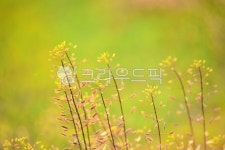 들풀, 냉이씨앗, 식물, 풀꽃, plant, 사진,이미지,일러스트,캘리그라피 - space작가 크라우드픽 - 저작권 걱정 없는 상업용 이미지