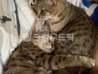 고양이, 고양이미소, cat, 반려묘, 뱅갈, 사진,이미지,일러스트,캘리그라피 - Njolbuya작가 크라우드픽 - 저작권 걱정 없는 상업용 이미지