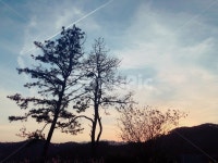 나무, 실루엣, 노을, 소나무, 구름, 사진,이미지,일러스트,캘리그라피 - 뀨뀨브갱작가 크라우드픽 - 저작권 걱정 없는 상업용 이미지