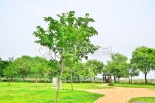 수변공원, 다리, 풀, 수풀, 나무, 사진,이미지,일러스트,캘리그라피 - photoyoon작가 크라우드픽 - 저작권 걱정 없는 상업용 이미지