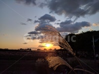 노을, 하늘공원, 갈대, 석양, 낙조, 사진,이미지,일러스트,캘리그라피 - Njinyongwha작가 크라우드픽 - 저작권 걱정 없는 상업용 이미지