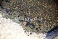 올챙이, 생명, 계곡, 올챙이부화, 맑은물, 사진,이미지,일러스트,캘리그라피 - 우린또작가 크라우드픽 - 저작권 걱정 없는 상업용 이미지