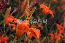 꽃, flower, 꽃잎, petal, lily, 사진,이미지,일러스트,캘리그라피 - heeeek작가 크라우드픽 - 저작권 걱정 없는 상업용 이미지